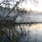 tree in the water