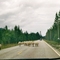 Omgeving Trysil