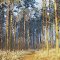 Zimowy spacer /Winter walk/