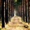 Deep Forest