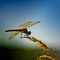 Ważka; Dragonfly (2)