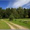 In the Zielonka forest