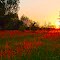 Red flowers at sunset (HDR)
