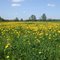 Taraxacum officinale / Common Dandelion