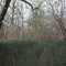 Equisetum hiemale