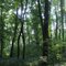 Ficario-Ulmetum / Fraxinus excelsior-Ulmus minor forest