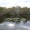 Lilypads and Mangroves