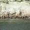 Sealion Rookery, North Of Juneau - Alaska Cruise  - "Sea Princess" - May 2009
