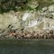 Sealion Rookery, North Of Juneau - Alaska Cruise  - "Sea Princess" - May 2009