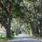 canopy road, Lady Lake blvd, Lady Lake, Florida (11-4-2006) 2