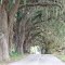 Live Oaks making a canopy road, Oxford Fla (8-13-2011)