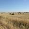 Final de Verano - La Vellés - Salamanca - España