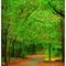 Cart Path in Peachtree City