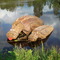 Swedish river hippo's Roadside picnic spot