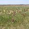 Orchids Greda