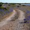 Blue flowers ( Veronica spicata?) at a small road near Stenkärret, Öland