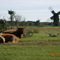 Catle and windmills in Gillberga