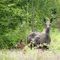 Grimsvik, Åsnen, Elchkuh mit Kalb, Älgko med kalv, Moose cow with calf