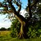 Sweden_Småland_Ingelstad_Inglingehög gravfält_grave field_twisted tree_P1490559