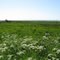 North of Morup (2009)
