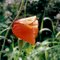 Flower in Torpåkra 2007