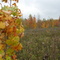 Fall Colors