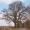 Old Oak tree near Härene (Sweden) (DETAILS: SEE COMMENTS)