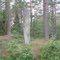 Pjukstenen, Siene (2008)