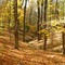 autumn, bloomington. Pix Per Nordahl