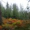 Skurugata Autumn Colours