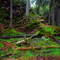 Forrest near Eksjö, Sweden