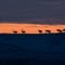 Fallow deers