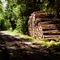 Timber road