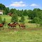 Horses at Arvidabo, Smålandsstenar