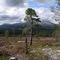 Juvan logging 2011 5