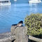 New zealand-baia-(il  passero geloso del gabbiano si e' fatto fotografare anche lui)