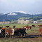 winter grazing