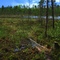 Svarttjärn