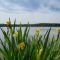 Muskegon River at Rogers Heights