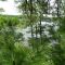 Peeking through the trees to the Muskegon River