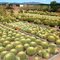Cactus Gardens Robertson