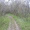 Shoal Creek Trail
