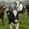 Heifers at the pasture
