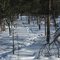 Winter at the Kalixfors–Kaalasjärvi path, animal tracks