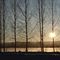 Trees in low sun