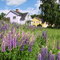 Swedish summer-Bergvik,Vansätter,Hagstigen,lupin