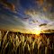 Golden Sunset