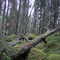 V Fågelmyran unprotected old-growth forest 2