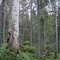 V Fågelmyran unprotected old-growth forest 3