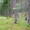 dalarna